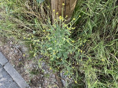 Sisymbrium officinale, photographed by Pavel Kacl