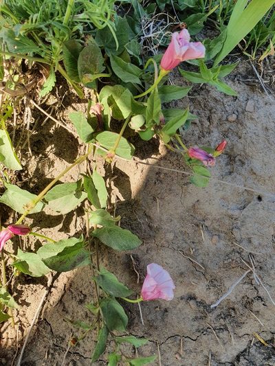 Convolvulus durandoi, photographed by Mehdi Chetibi