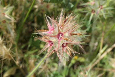 Trifolium stellatum, photographed by Rafael Medina
