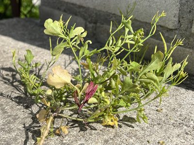 Cardamine occulta, photographed by Pavel Kacl