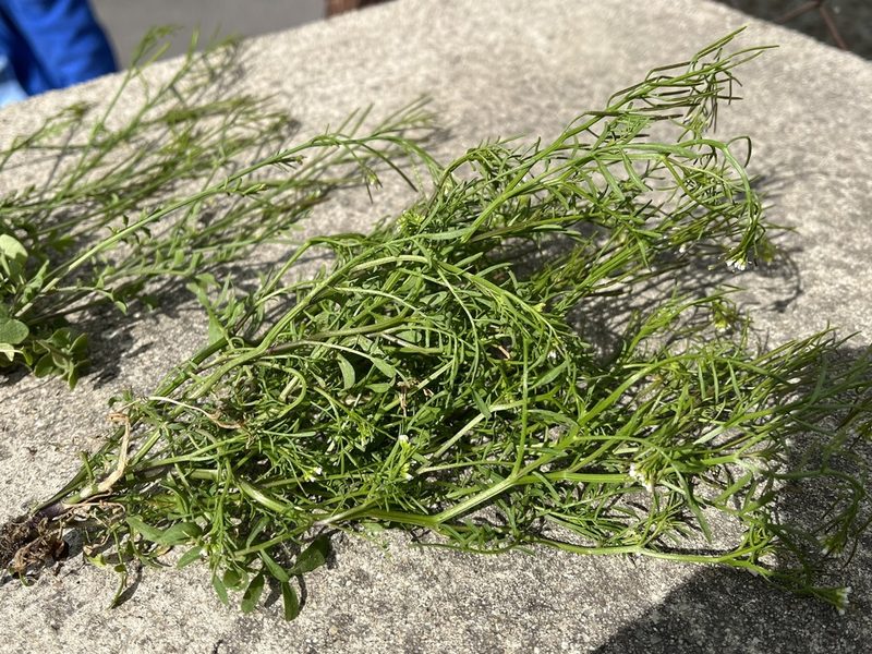 Cardamine parviflora, photographed by Pavel Kacl
