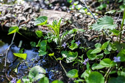 Viola palustris, photographed by Alena Shindyapkina