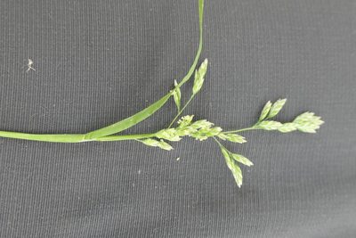 Poa annua, photographed by Rafael Medina