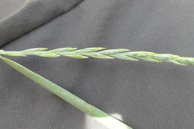 Elymus repens, photographed by Rafael Medina