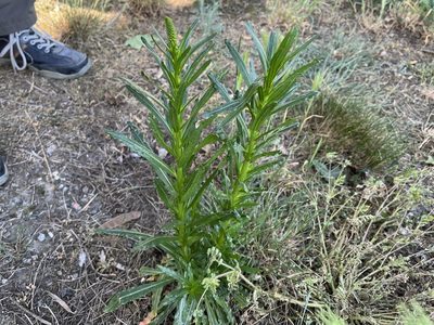 Reseda luteola, photographed by Pavel Kacl