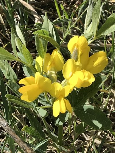 Thermopsis divaricarpa, photographed by Jared Shorma