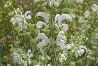 Salvia argentea, photographed by Rafael Medina