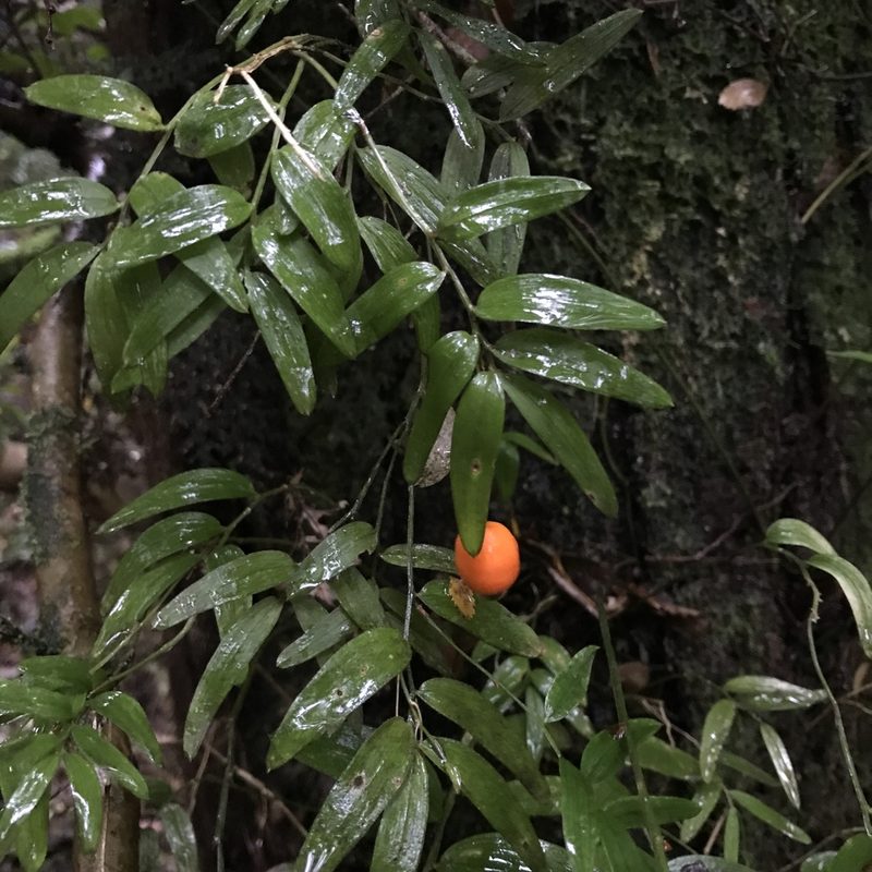 Luzuriaga radicans, photographed by Cristian Riquelme