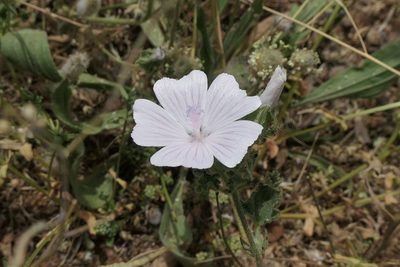 Malva hispanica, photographed by Rafael Medina