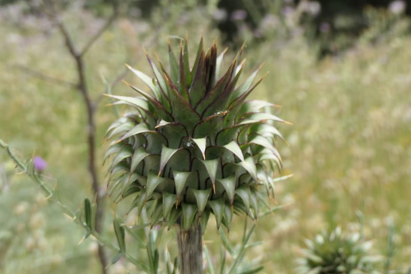 Cynara humilis, photographed by Rafael Medina