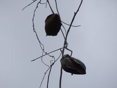 Gonolobus fraternus, photographed by Alexis López Hernández
