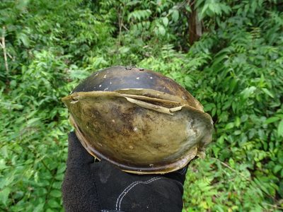 Gonolobus fraternus, photographed by Alexis López Hernández