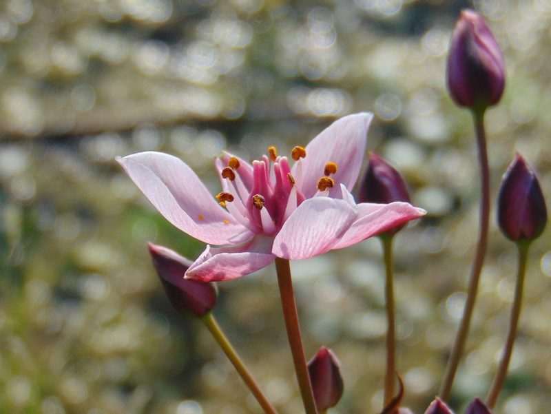 Butomus umbellatus, photographed by viridian