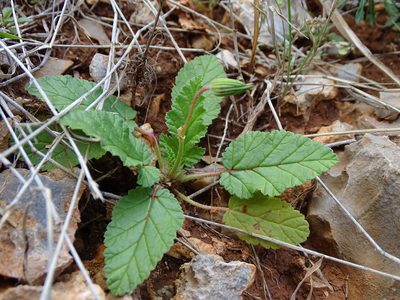 Erodium gruinum, photographed by Grzegorz Grzejszczak