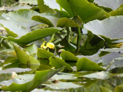 Nuphar polysepala, photographed by DeeF