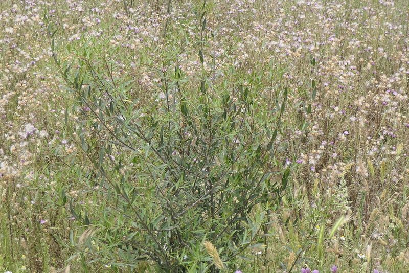 Phillyrea angustifolia, photographed by Rafael Medina