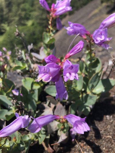 Penstemon barrettiae, photographed by Kieran Hanrahan