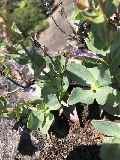 Penstemon barrettiae, photographed by Kieran Hanrahan