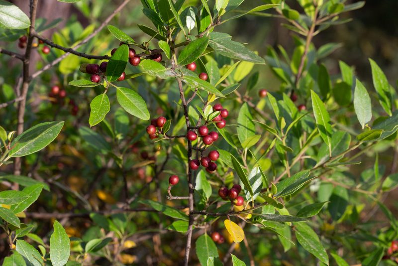 Rhamnus alaternus, photographed by Daniela Costa