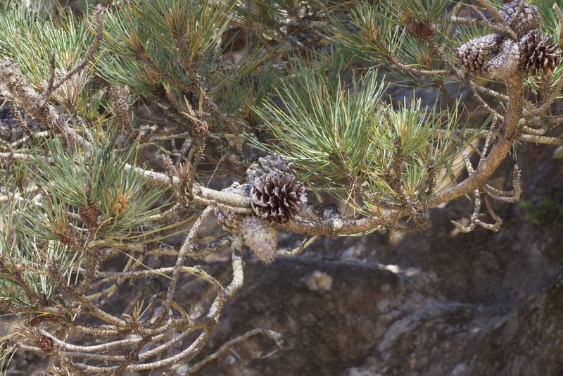 Pinus muricata, photographed by Arvel Hernandez