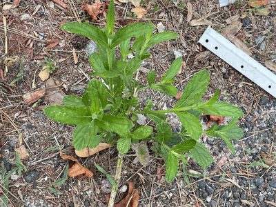 Verbena bonariensis, photographed by Sawyer Baran