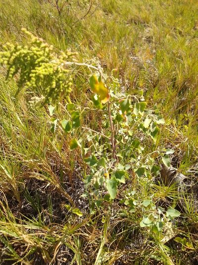 Chenopodium oahuense, photographed by alexisk1234
