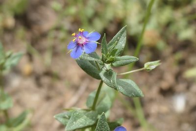 Lysimachia foemina, photographed by Rafael Medina
