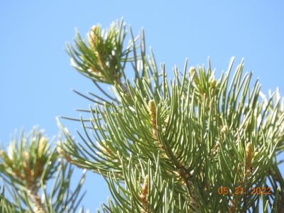 Pinus monophylla, photographed by Diana