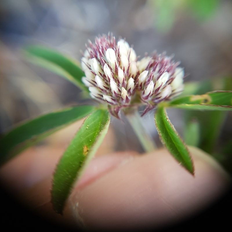 Trifolium bocconei, photographed by Mehdi Chetibi