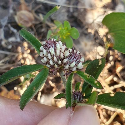 Trifolium bocconei, photographed by Mehdi Chetibi