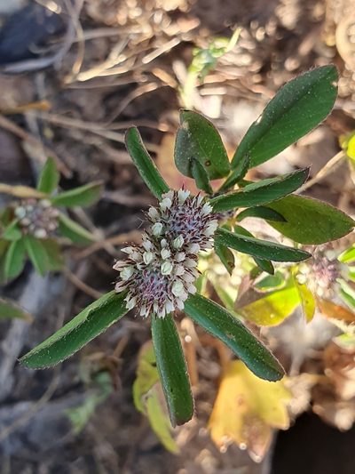 Trifolium bocconei, photographed by Mehdi Chetibi