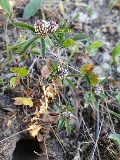 Trifolium bocconei, photographed by Mehdi Chetibi
