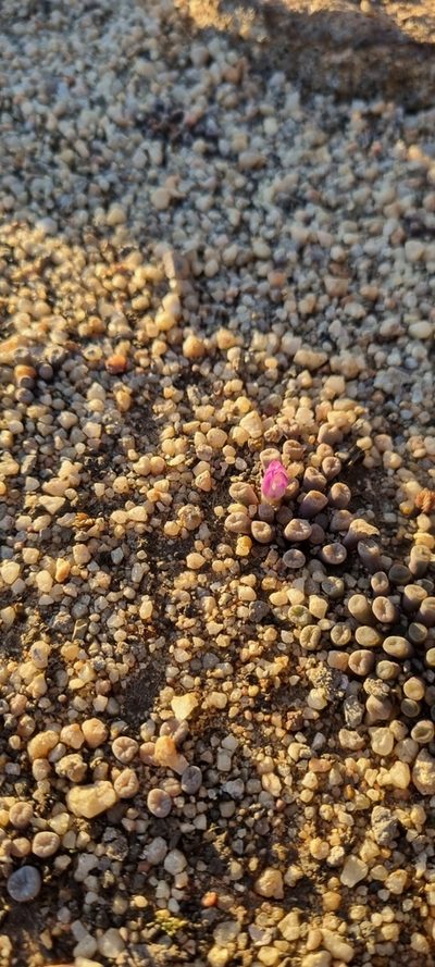 Frithia humilis, photographed by Nic Knott-Craig