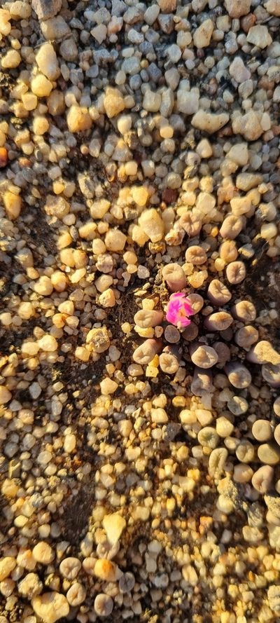 Frithia humilis, photographed by Nic Knott-Craig