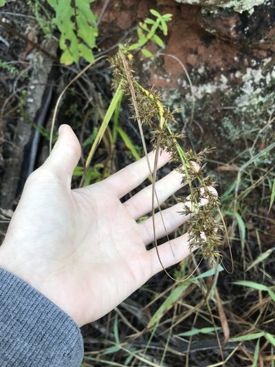 Carex spicatopaniculata, photographed by Ryan Donnelly