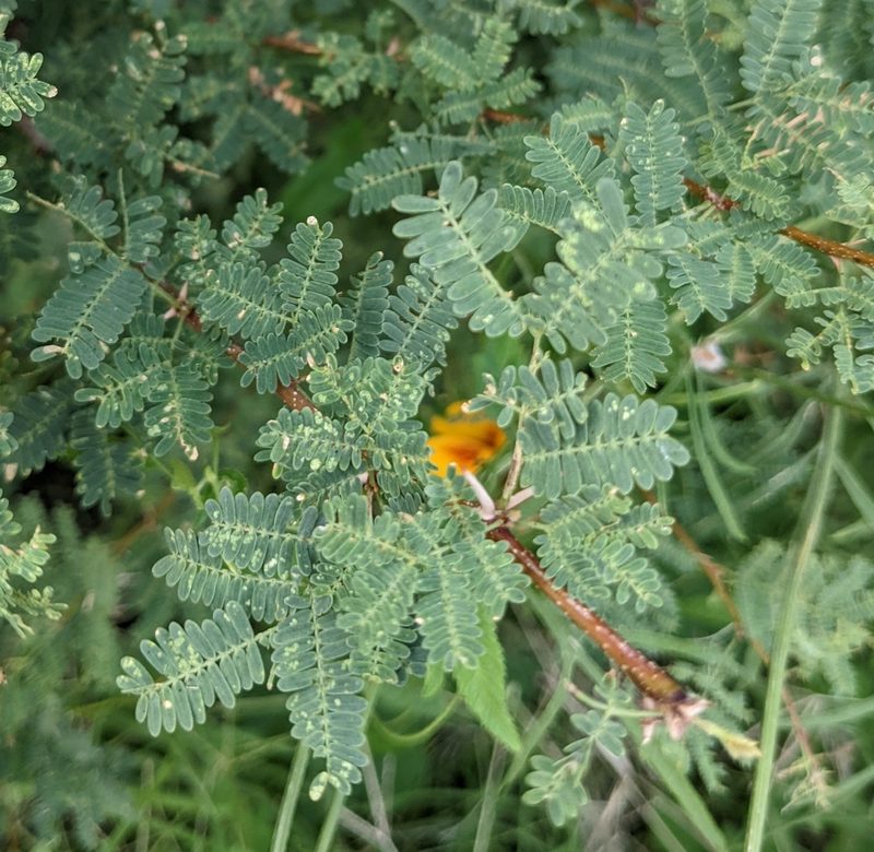 Vachellia farnesiana, photographed by mattmsa