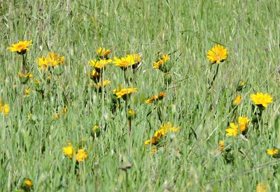 Wyethia angustifolia, photographed by Alex