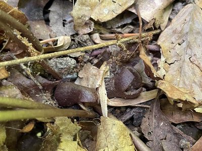 Asarum arifolium, photographed by lejones417