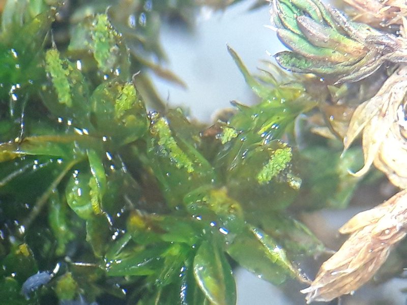Syntrichia papillosa, photographed by Rafael Medina