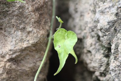 Chthamalia ojadapantha, photographed by José Belem Hernández Díaz