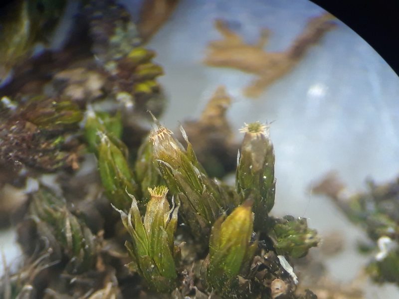 Orthotrichum diaphanum, photographed by Rafael Medina