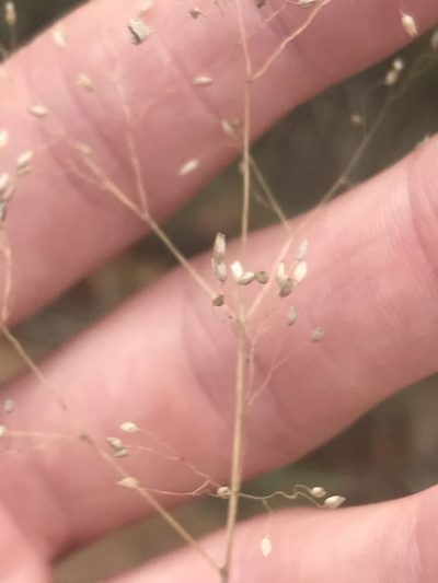 Tricholaena monachne, photographed by Ryan Donnelly