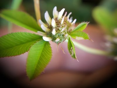 Trifolium glomeratum, photographed by Mehdi Chetibi