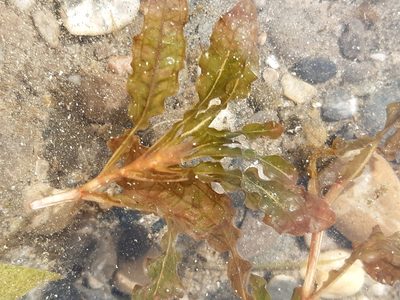 Potamogeton crispus, photographed by Martin Scheuch