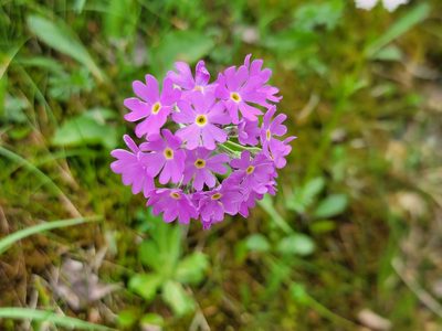 Primula farinosa, photographed by Elias