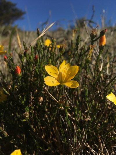 Linum macraei, photographed by Duban Espinoza