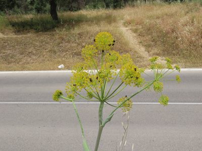 Thapsia villosa, photographed by Juan C. Espinosa