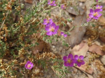 Spergularia purpurea, photographed by Juan C. Espinosa