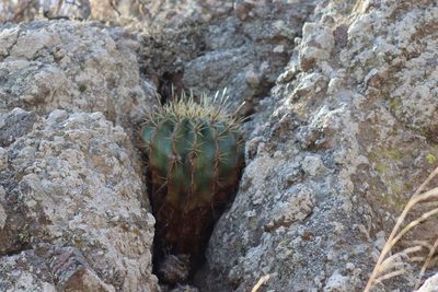 Ferocactus histrix, photographed by Comisión Estatal de Biodiversidad del Estado de Hidalgo