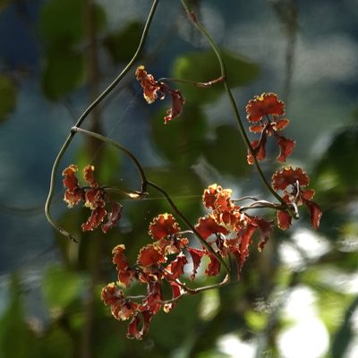 Cyrtochilum serratum, photographed by desertnaturalist